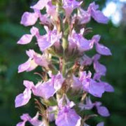 Teucrium chamaedrys Germander Seeds, Herbal