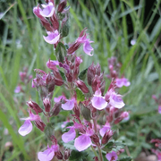 Teucrium chamaedrys Germander Seeds, Herbal