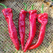 Gernika Pepper Seeds
