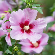 Wildflower Mix Sharon Seeds