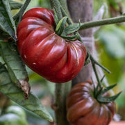 Black Krim Tomato Seeds