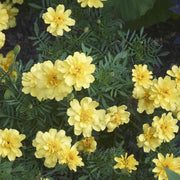 French Alumia Vanilla Cream Marigold Seeds