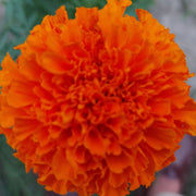 Safari Tangerine Marigold Seeds