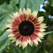 Creme and Pink Sunflower Seeds