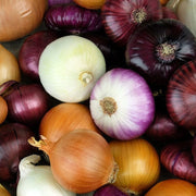 Mix Onion Seeds
