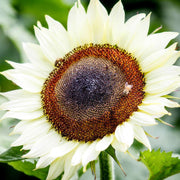 White Sunflower Seeds
