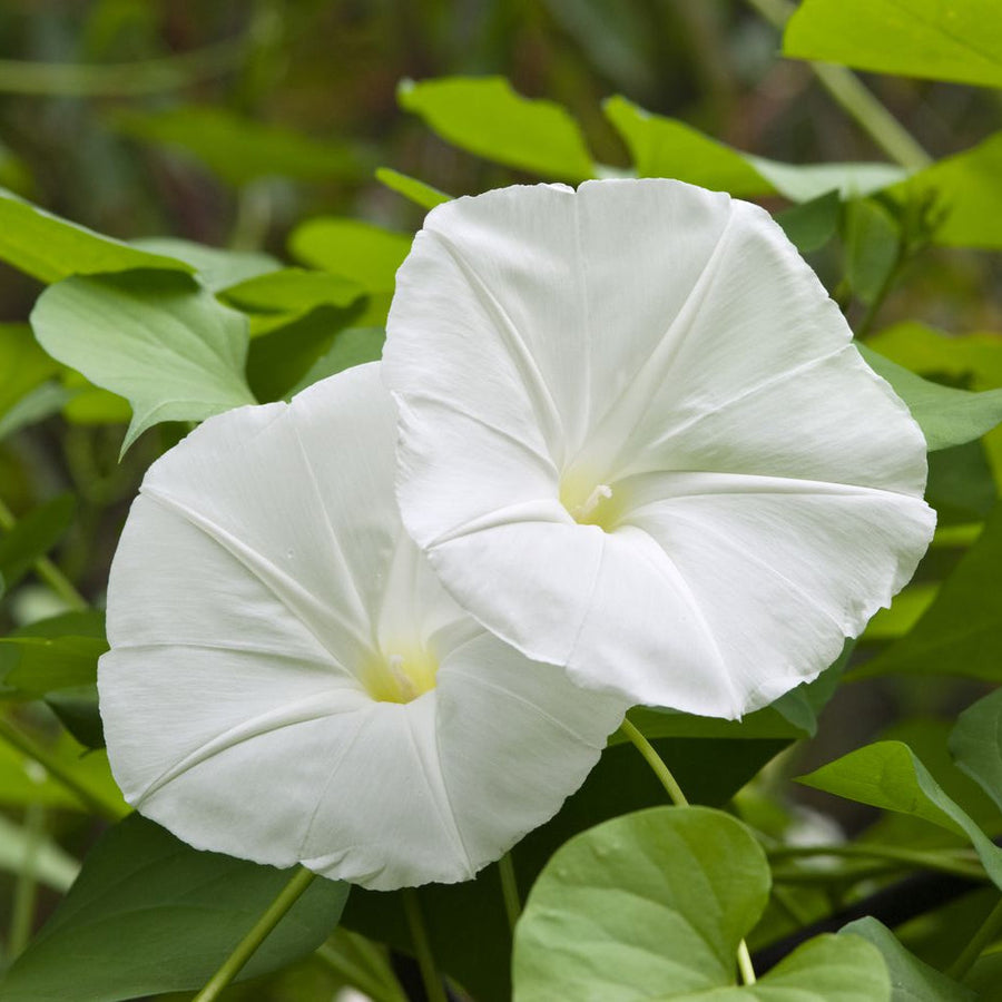 Giant White Moon Vine Seeds