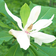 Magnolia macrophylla Magnolia Seeds