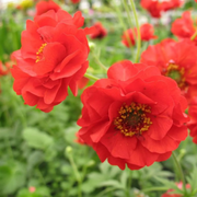 Double Bloody Mary Geum Seeds