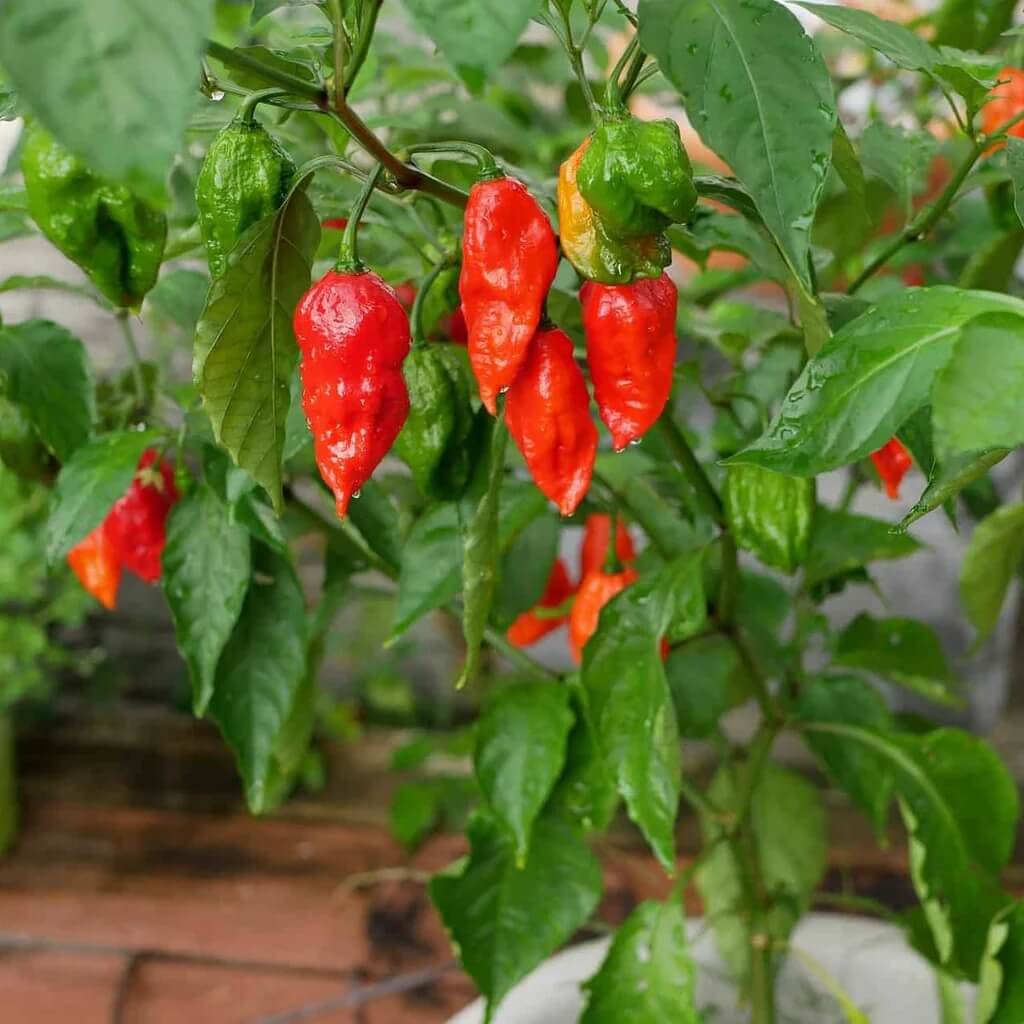 Heirloom Ghost Pepper Seeds