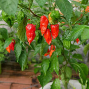 Heirloom Ghost Pepper Seeds