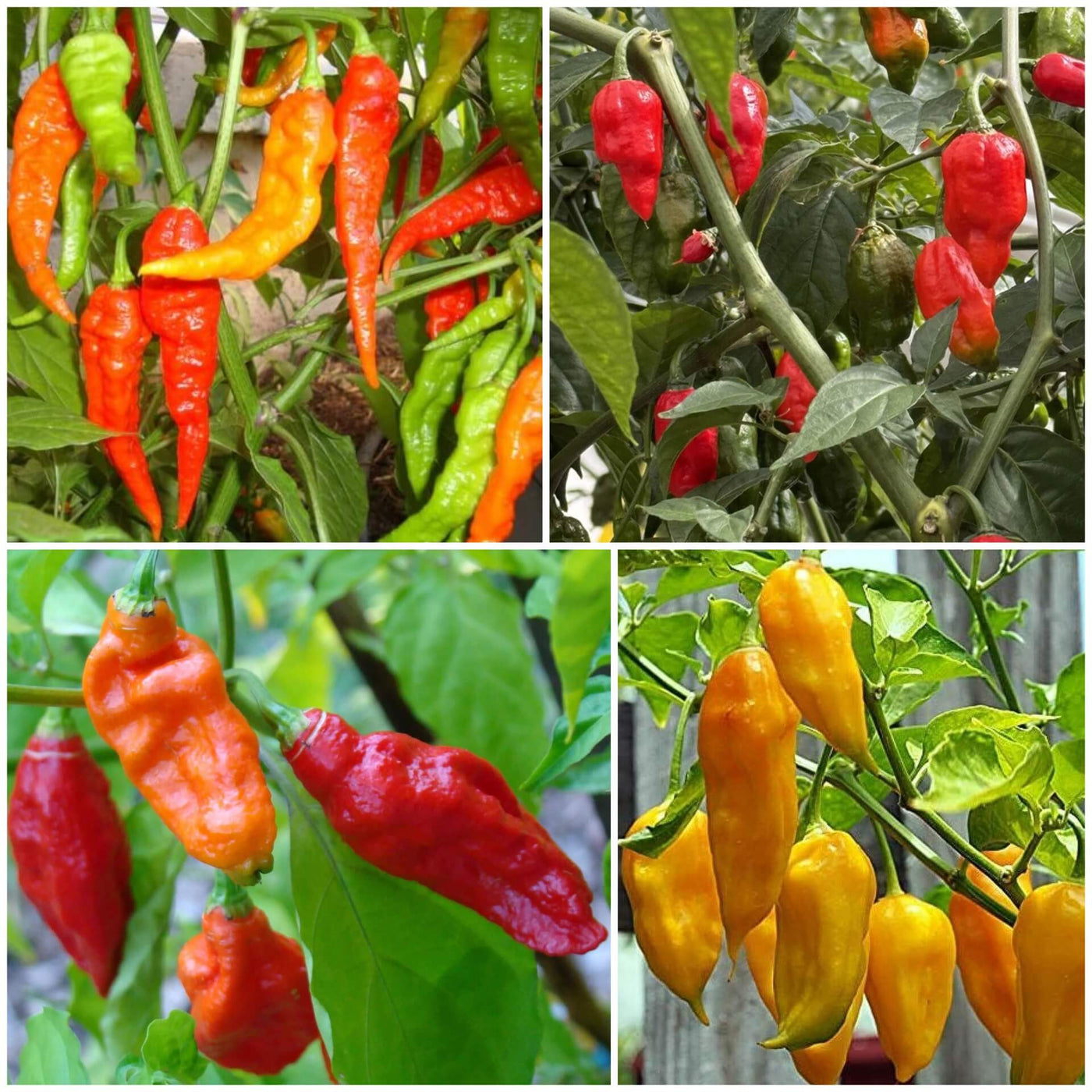 Ghost Pepper Seeds - All In One For Home Gardens
