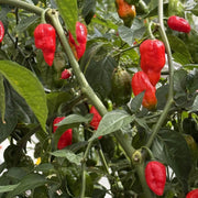 Ghost Pepper Seeds - All In One For Home Gardens