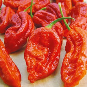 Bhut Jolokia Ghost Pepper Seeds