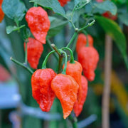 Heirloom Ghost Pepper Seeds