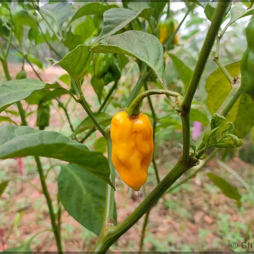 Yellow Ghost Pepper Seeds
