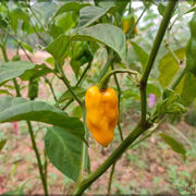 Yellow Ghost Pepper Seeds