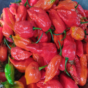 Bhut Jolokia Ghost Pepper Seeds