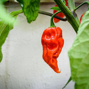 Heirloom Ghost Pepper Seeds