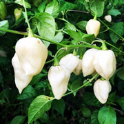 White Ghost Pepper Seeds