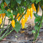 Yellow Ghost Pepper Seeds