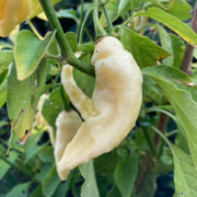 White Ghost Pepper Seeds