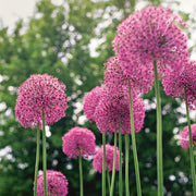 Allium Seeds – Allium spp.