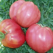 Pale Pink Big Tomato Seeds