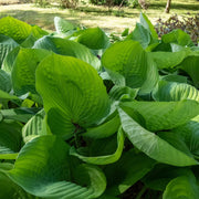 Giant Hosta Seeds - Flower Plant