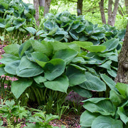 Giant Hosta Seeds - Flower Plant