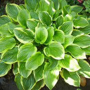 Giant Hosta Seeds - Flower Plant
