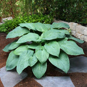Giant Hosta Seeds - Flower Plant