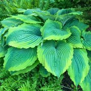 Giant Hosta Seeds - Flower Plant