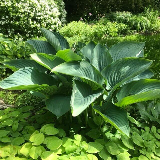 Giant Hosta Seeds - Flower Plant