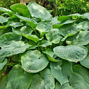 Hosta Seeds – Hosta spp.