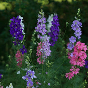 Larkspur Seeds – Consolida ajacis