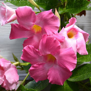 Giant Mandevilla Seeds - Flower Plant