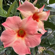 Giant Mandevilla Seeds - Flower Plant