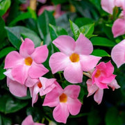 Giant Mandevilla Seeds - Flower Plant
