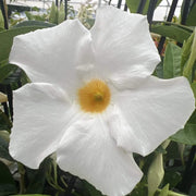Giant Mandevilla Seeds - Flower Plant