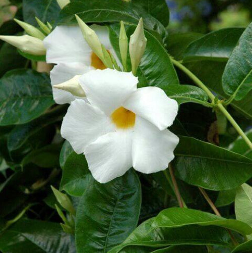 Giant Mandevilla Seeds - Flower Plant
