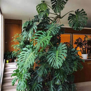 Giant Monstera Seeds - Tropical Ornamental Houseplant Seeds for Planting