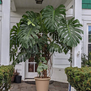 Giant Monstera Seeds - Tropical Ornamental Houseplant Seeds for Planting