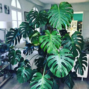 Giant Monstera Seeds - Tropical Ornamental Houseplant Seeds for Planting