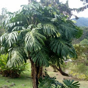 Giant Monstera Seeds - Tropical Ornamental Houseplant Seeds for Planting