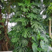 Giant Monstera Seeds - Tropical Ornamental Houseplant Seeds for Planting