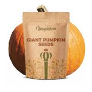 Giant Pumpkin Seeds – Cucurbita maxima