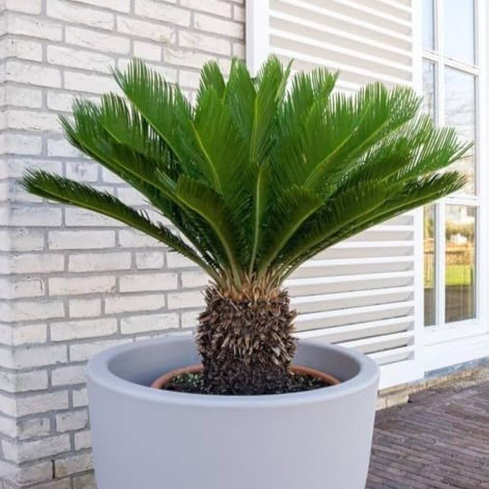 Giant Sago Palm Seeds - Tropical Ornamental Palm Seeds for Planting
