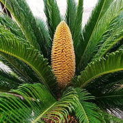 Giant Sago Palm Seeds - Tropical Ornamental Palm Seeds for Planting