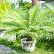 Giant Sago Palm Seeds - Tropical Ornamental Palm Seeds for Planting